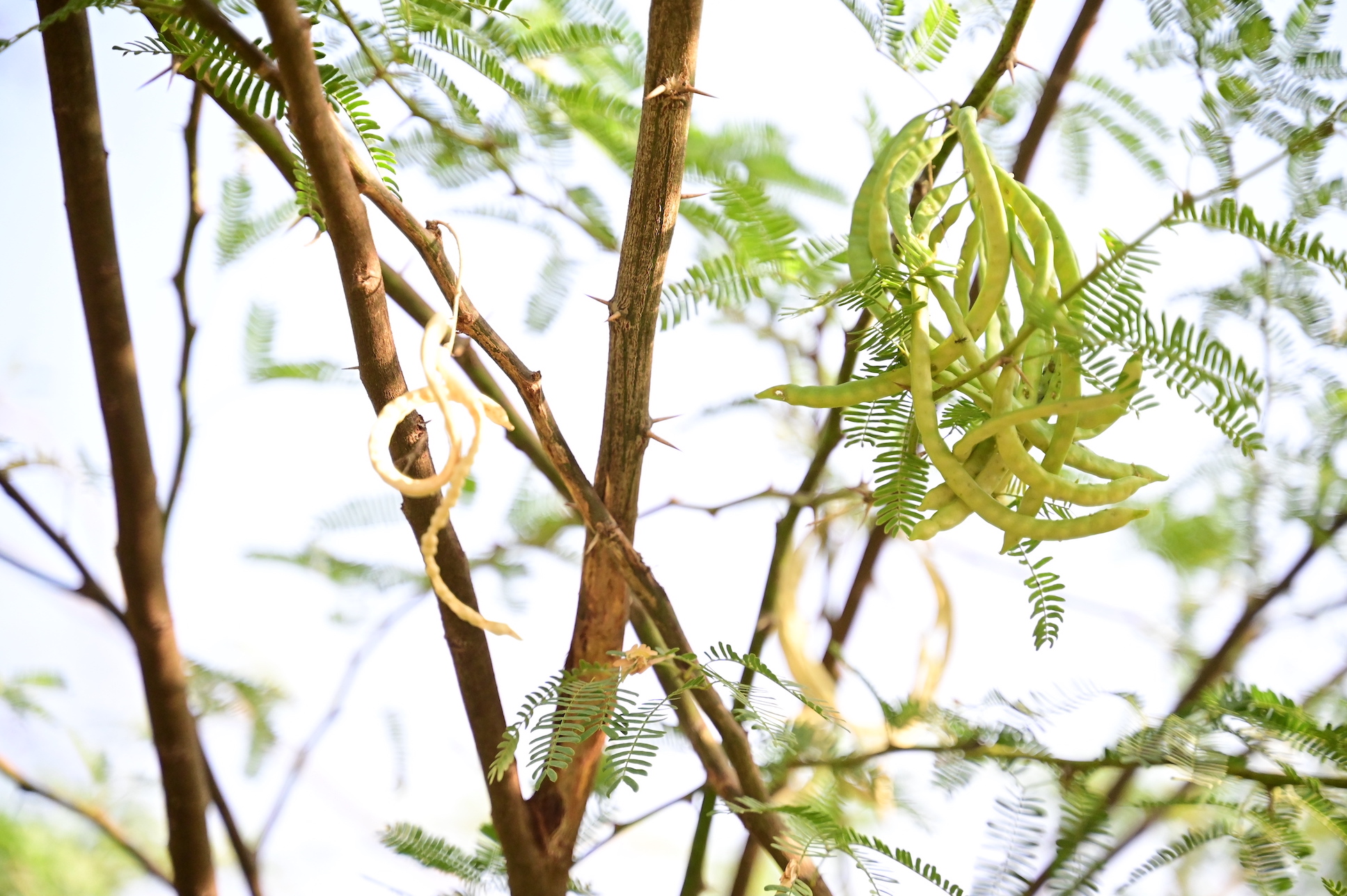 Communities find economic value in invasive trees Kenya World